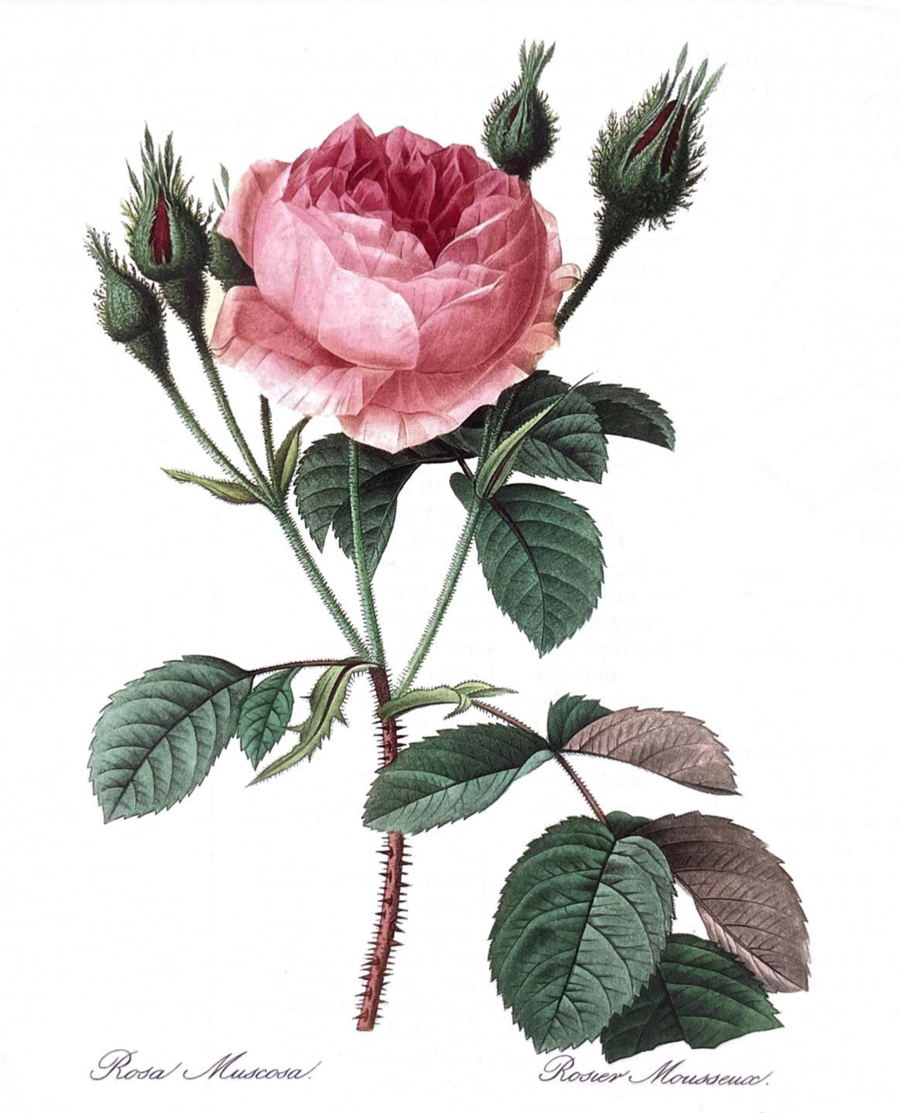 Rosa Muscosa, a botanical illustration by Pierre-Joseph Redout&eacute;