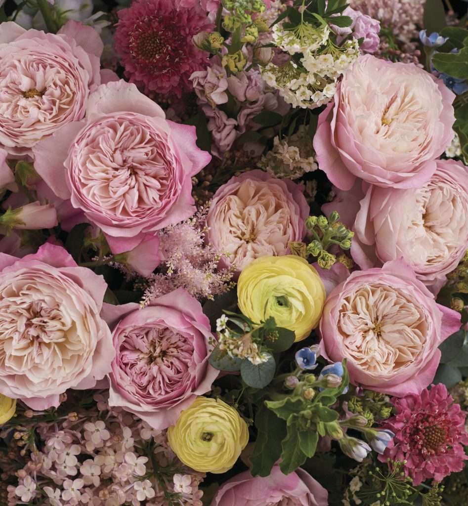 Blush and mauve garden roses with yellow ranunculus, photographed close up.