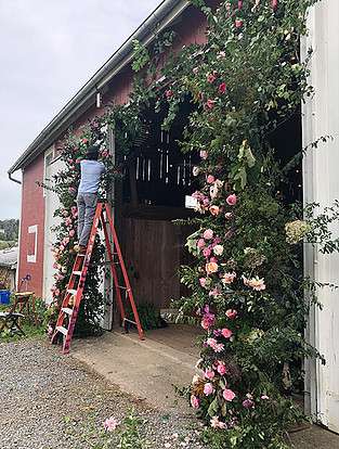 Garden rose installation covering a red barn doorway at Hope Flower Farm