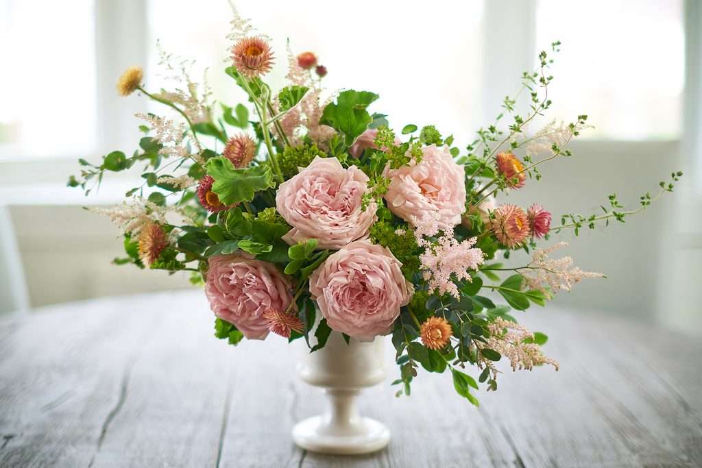 Blush garden rose arrangement with strawflower in white pedestal vase