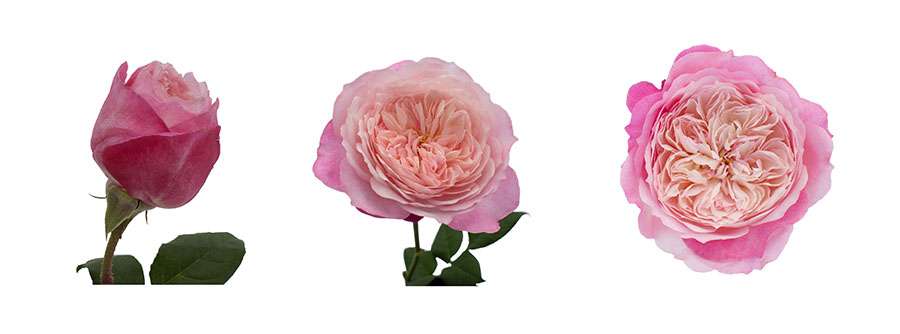 Pink garden rose bloom stages from closed bud to full open flower
