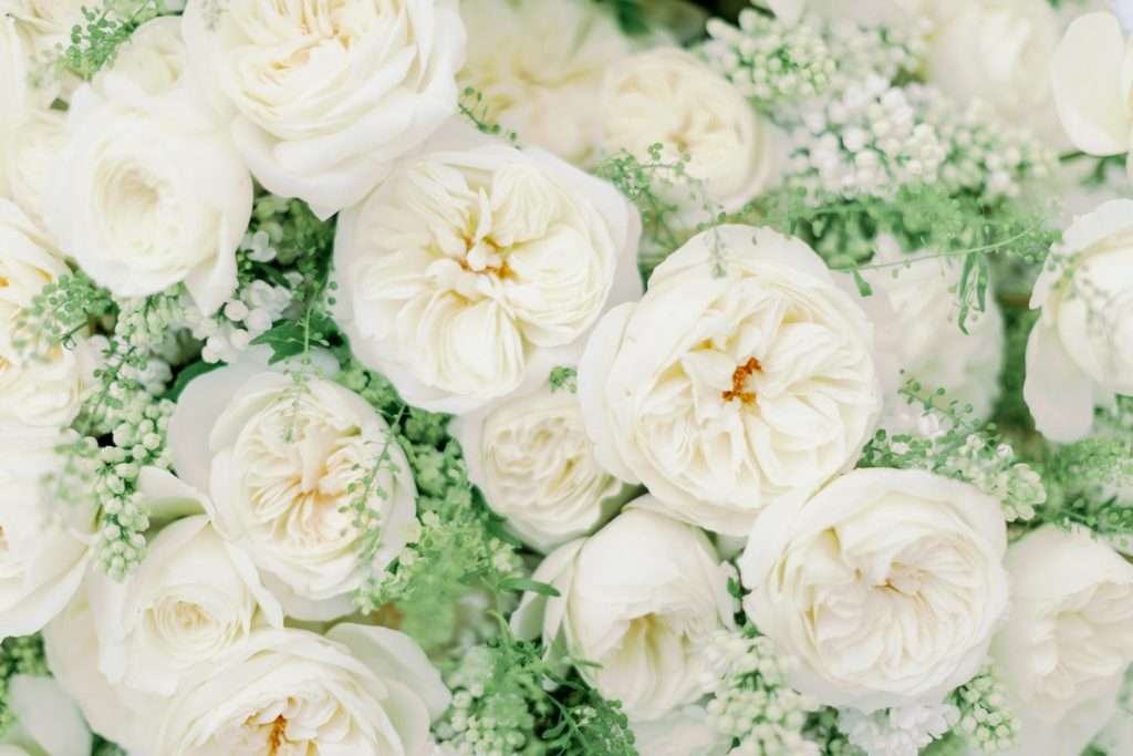 Close-up detail of open ivory David Austin garden roses with delicate greenery