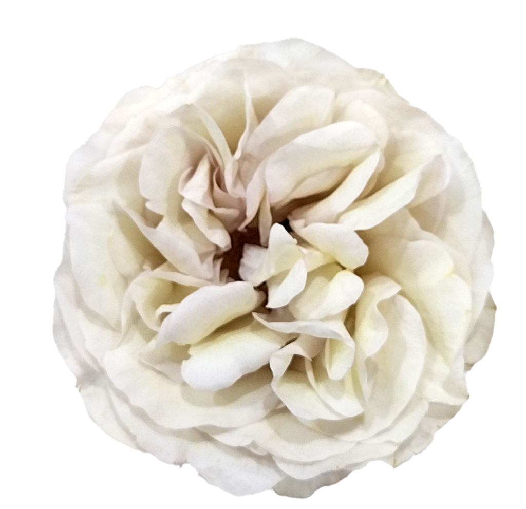 Creamy white garden rose bloom with full ruffled petals
