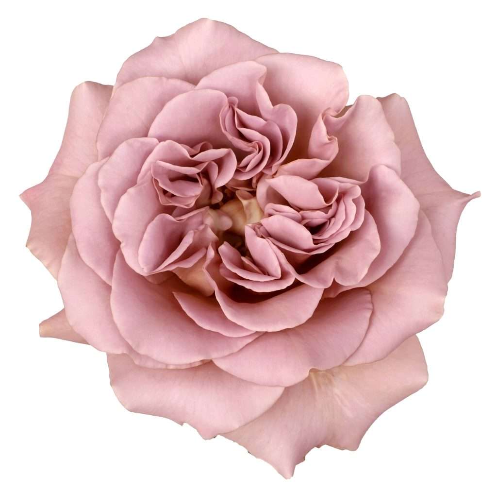 Café Latte garden rose with mocha and mauve spiral petals