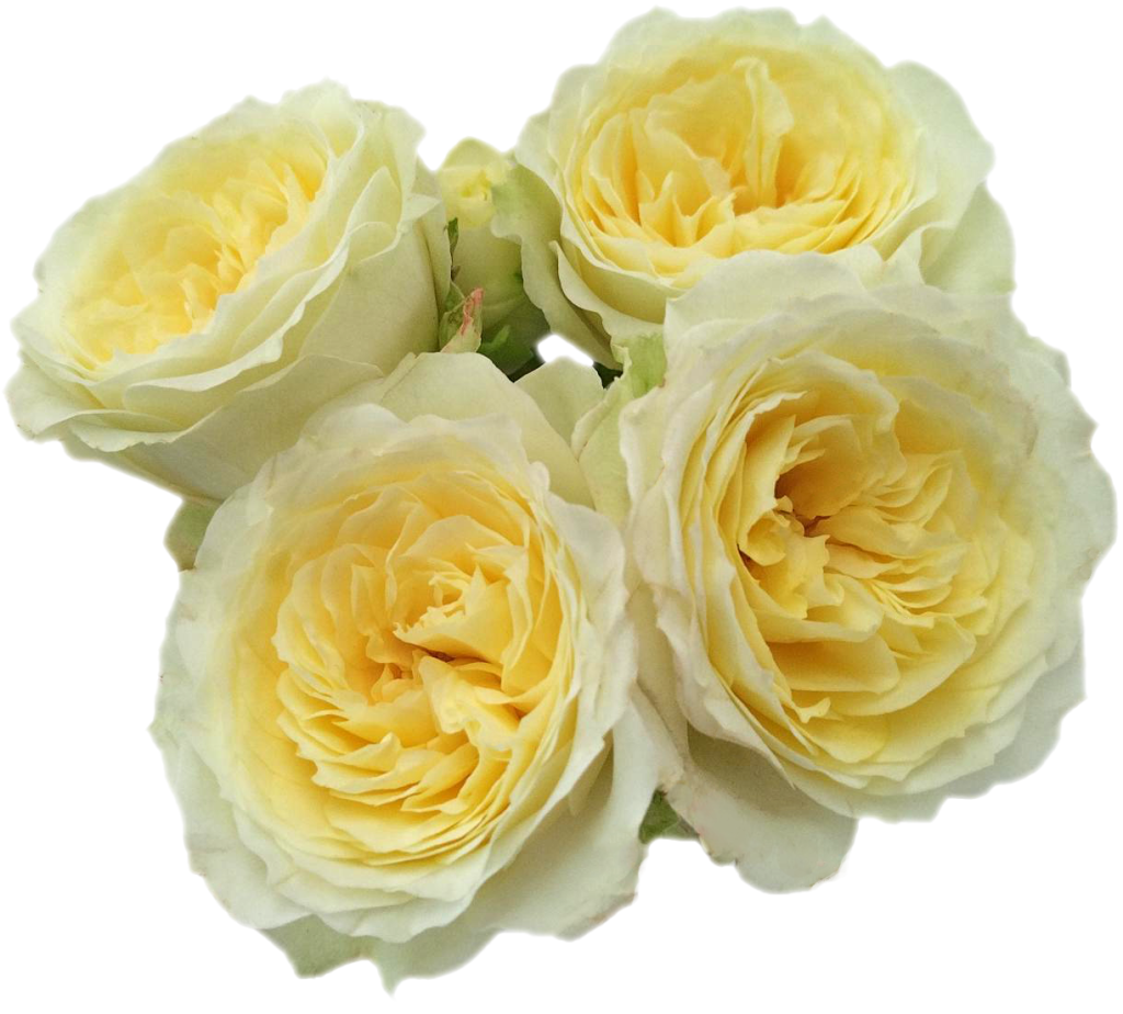 Cluster of four pale yellow-green garden roses in full bloom