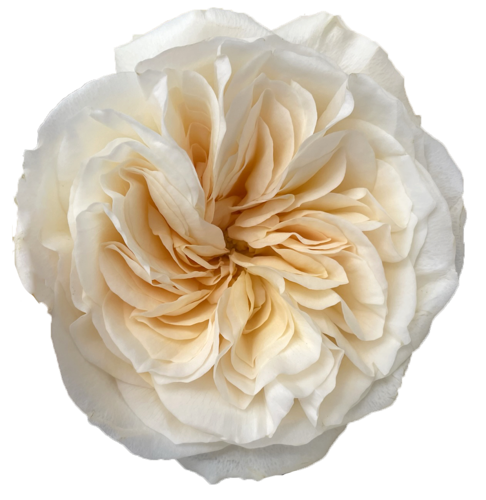 Ivory garden rose with soft peach blush at its center