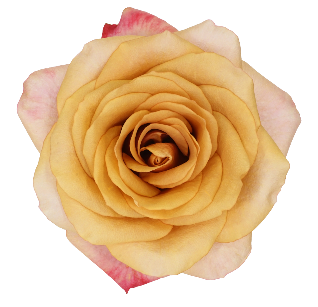 Golden yellow garden rose with blush pink edged outer petals