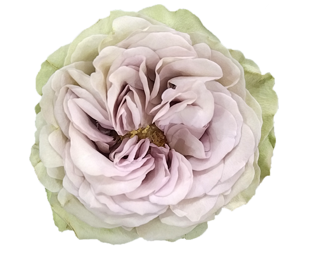Notre Dame garden rose blending lavender petals into mint green outer edge