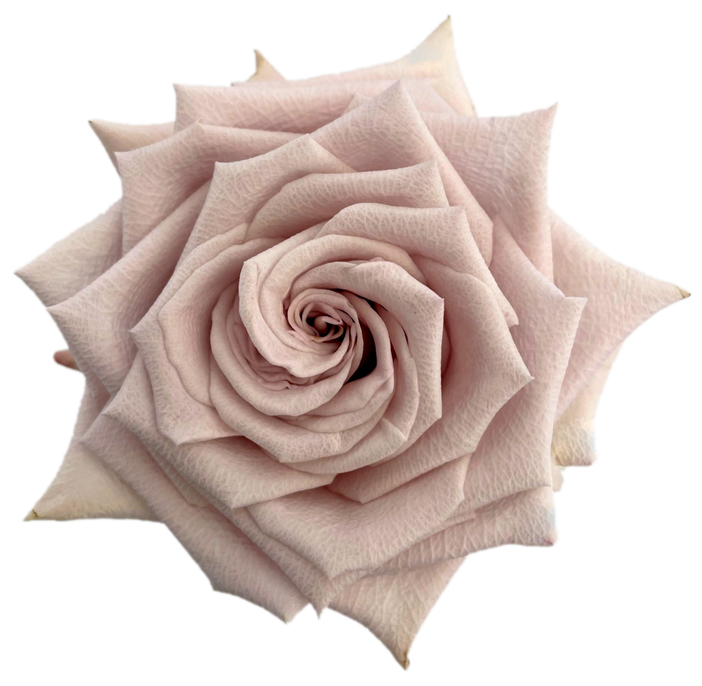 Dusty mauve pink garden rose with tightly spiraled center