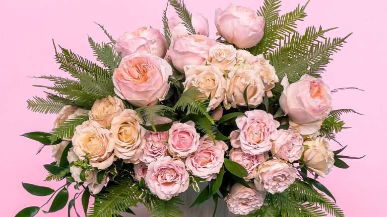 Blush and peach garden rose bouquet with fern against a pink background