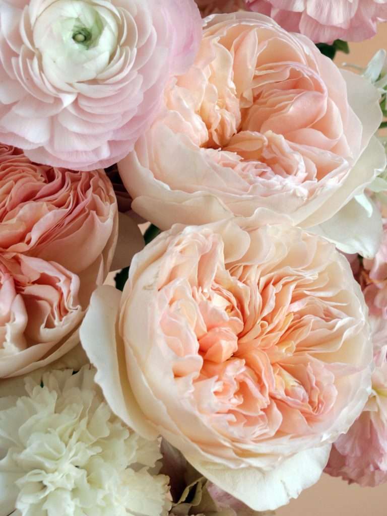 Close-up of peach-toned Juliet garden roses with ranunculus