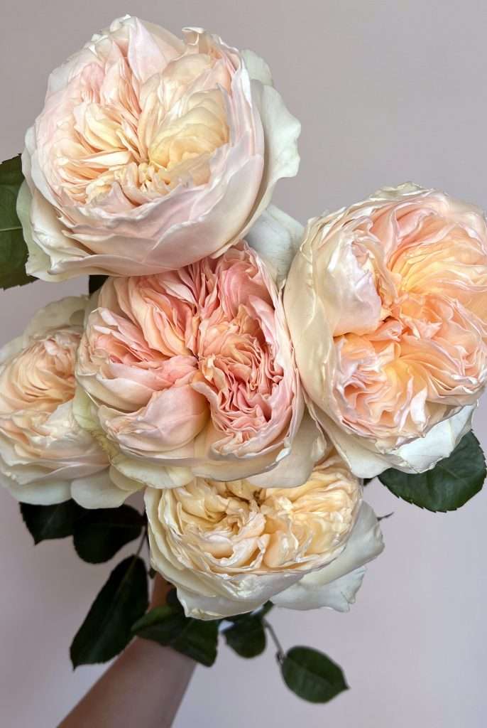 Hand holding a bunch of peach and cream Juliet garden roses