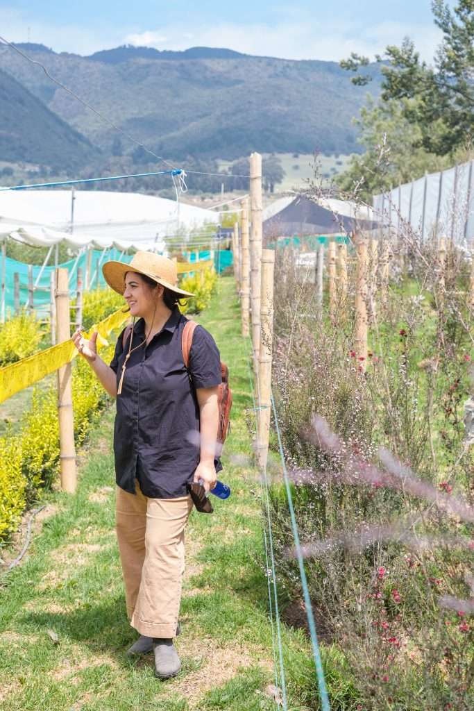 Visitor in a sun hat walking through the garden rose fields with mountains behind