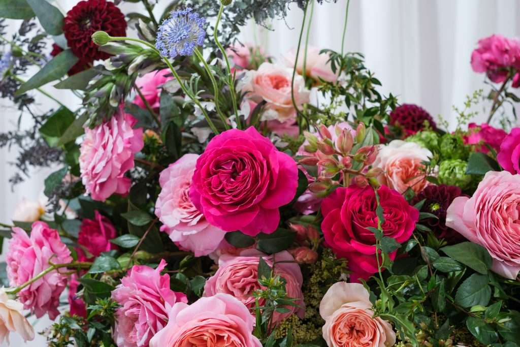 Close-up of a mixed pink and magenta garden rose arrangement with scabiosa