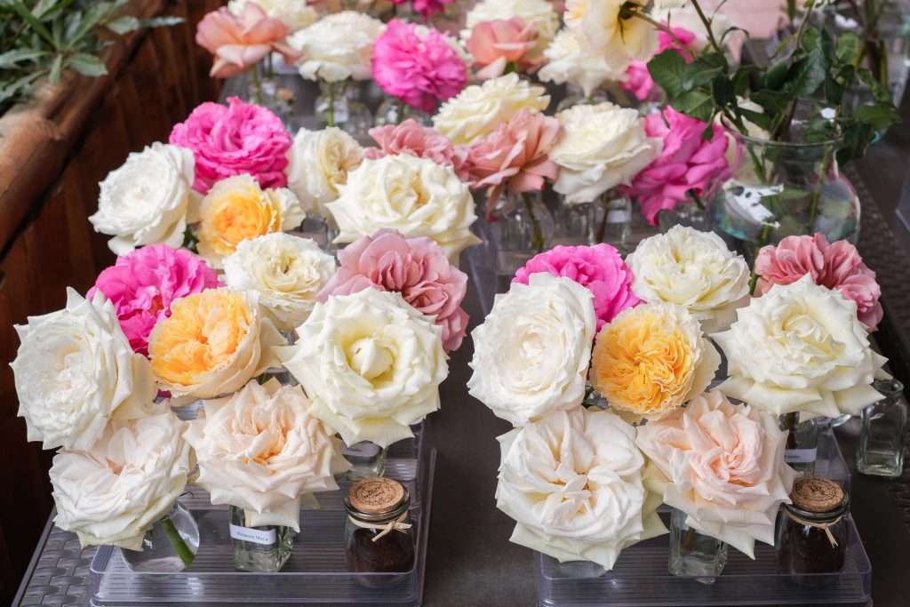 Assorted white, pink and peach garden roses in small jars on display trays