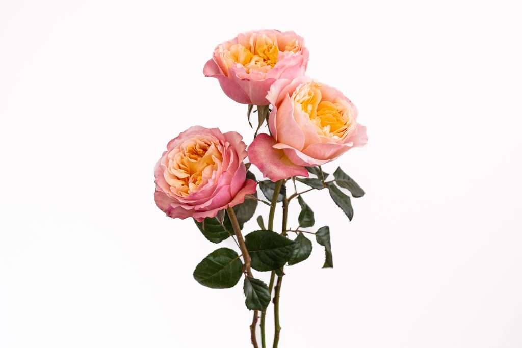 Peach and pink Caramel Antike garden rose stem with three blooms
