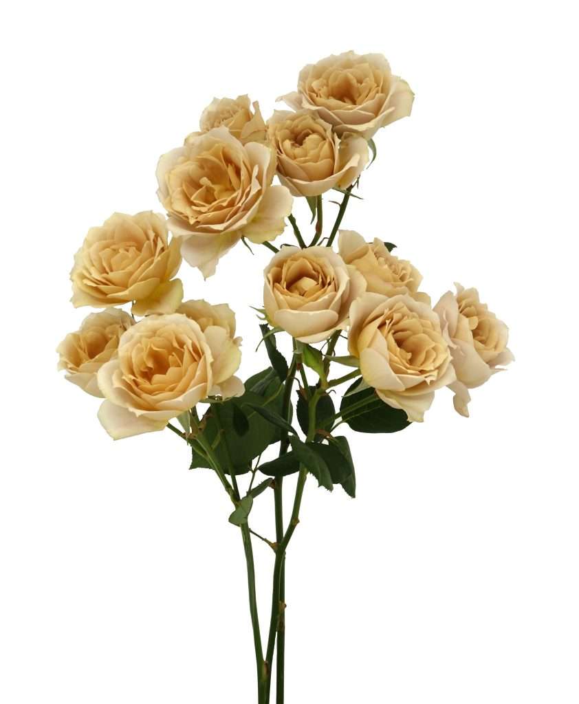 Sandy neutral spray garden rose stem with multiple blooms
