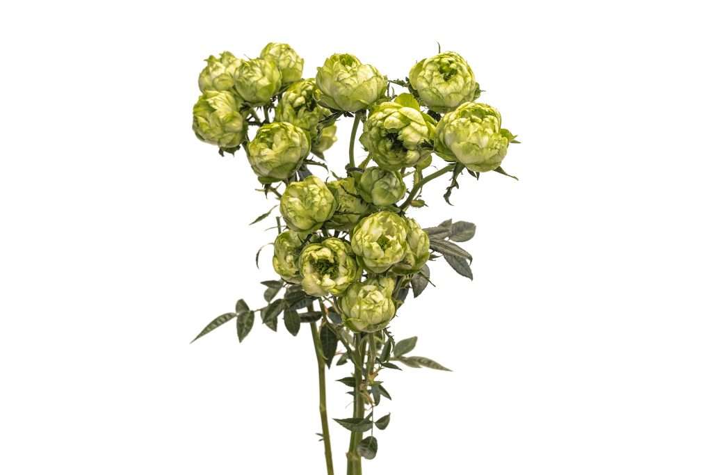 Green pompon spray garden rose stem, Princess Midori variety