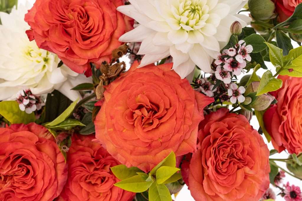 Coral garden roses paired with white dahlias in a bouquet