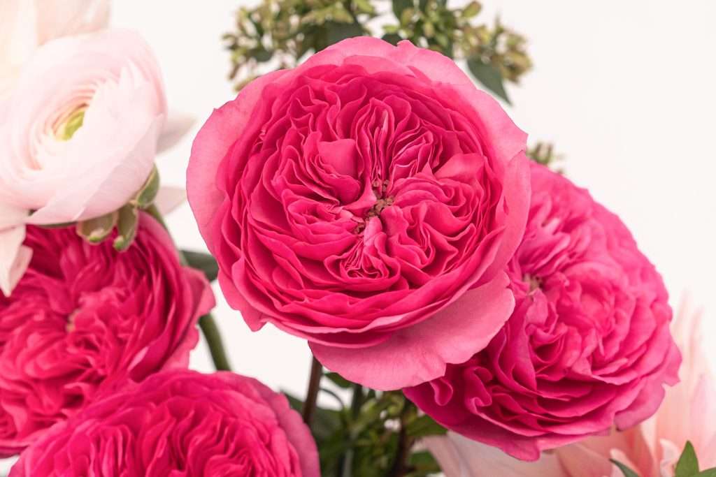 Hot pink garden rose close-up with ruffled swirling petals