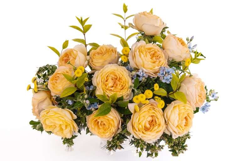 A low arrangement of yellow and peach garden roses with small blue flowers, against white.