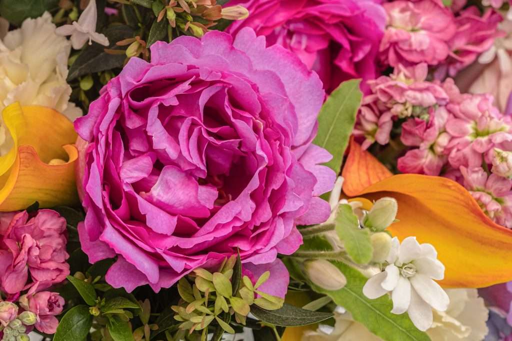 Magenta garden rose close-up in a mixed wedding bouquet with calla lilies