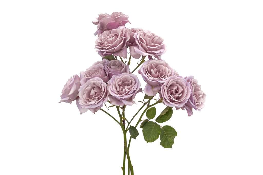 Lavender spray garden rose stem with layered ruffled blooms