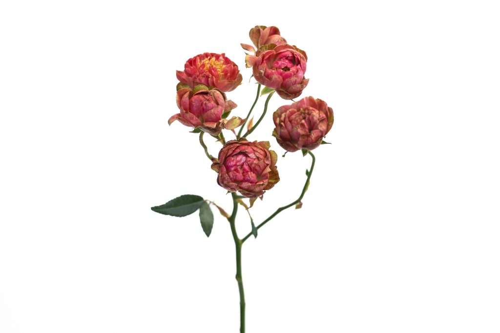 Rust and burgundy spray garden rose stem with several blooms