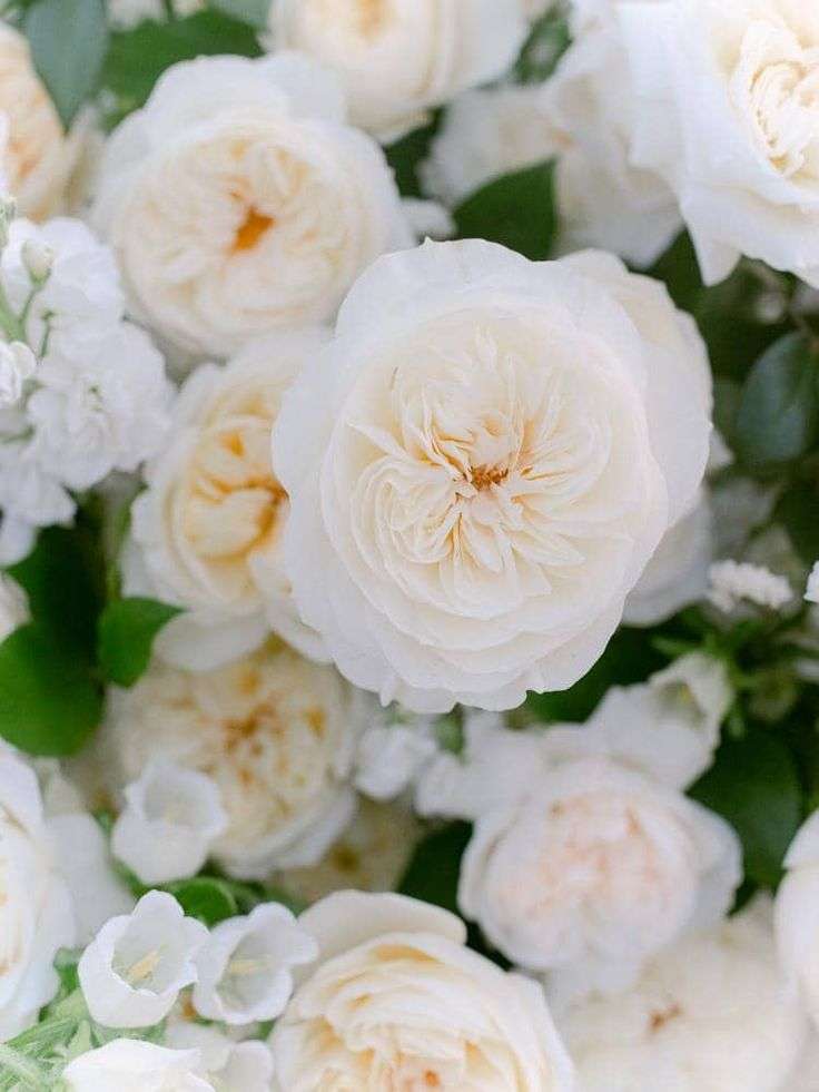 Close-up of creamy white David Austin garden roses with green foliage