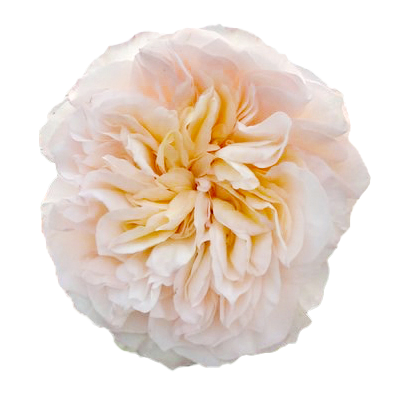 Tie-Dye garden rose with peach to tangerine balayage petals