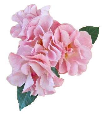 Pink Butterfly Spr spray garden roses with light pink petals and buttery center