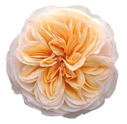 Peach and cream garden rose with densely ruffled center petals