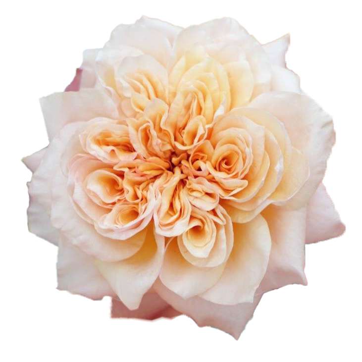 Blush garden rose with layered apricot and cream rosette petals