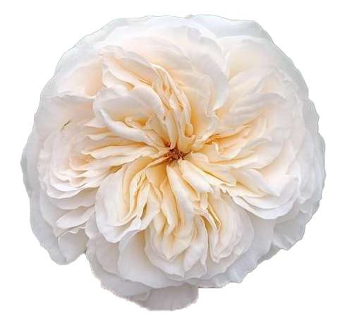 White garden rose bloom with faint apricot blush at the center