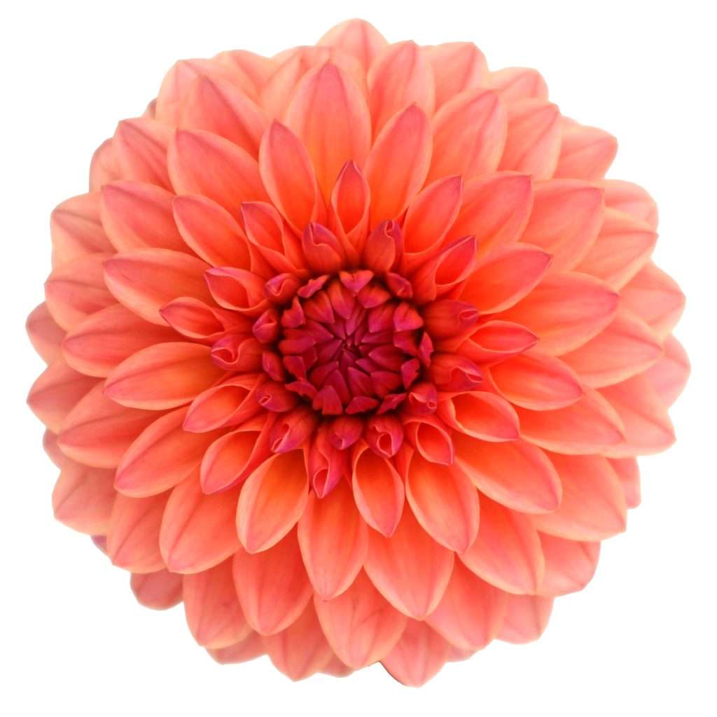 Coral orange dahlia bloom with dark red center petals