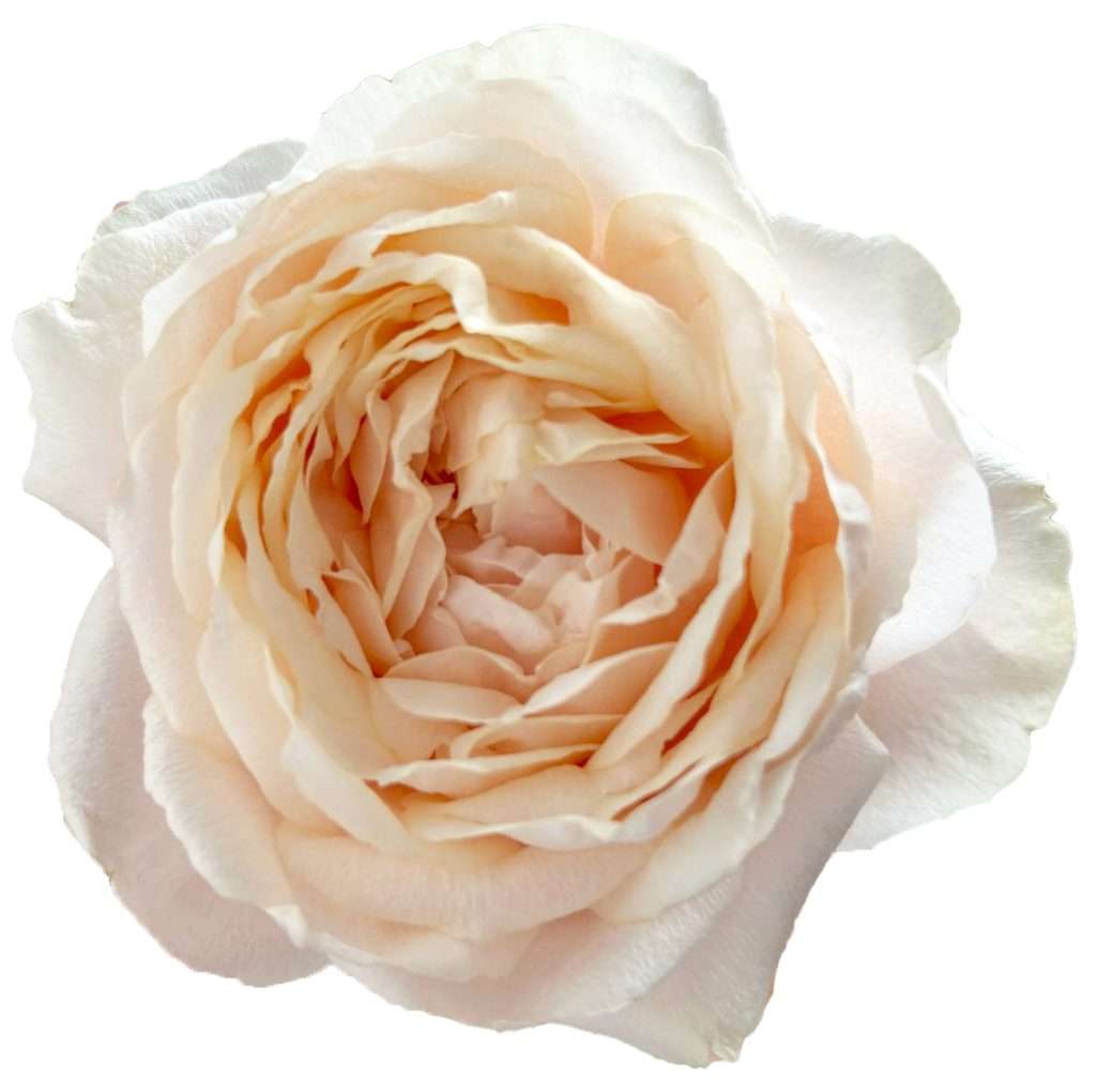 Pale blush garden rose bloom in close-up spiral detail