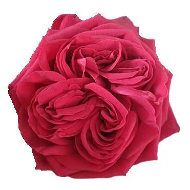 Garden Romance garden rose with scarlet cabbage-shaped bloom