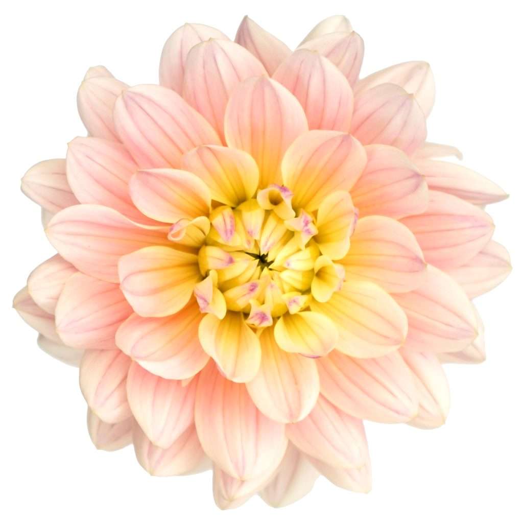 Pink and yellow dahlia bloom with layered pointed petals