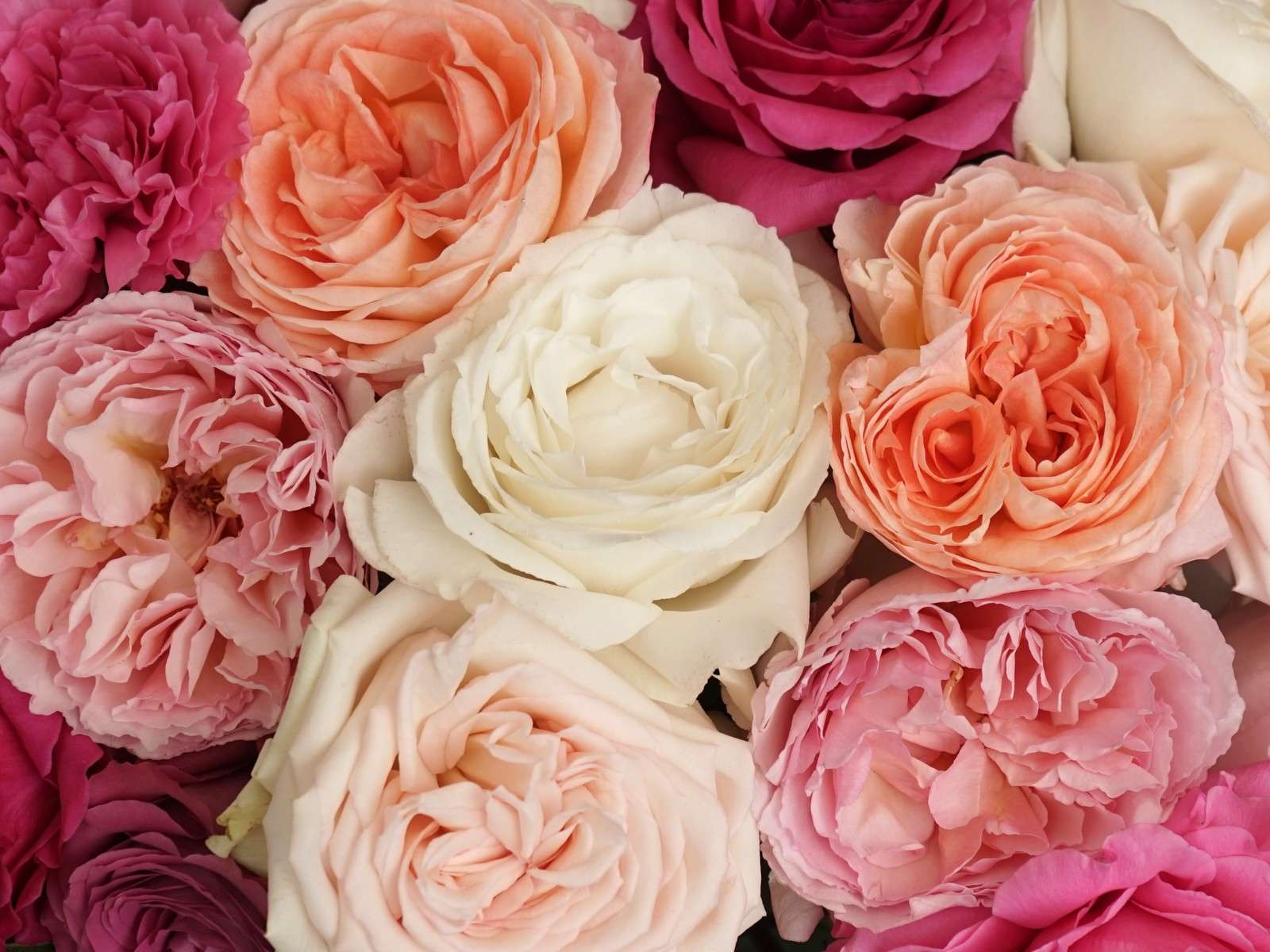 ROSE様 Princess Garden Roses - Alexandra Farms