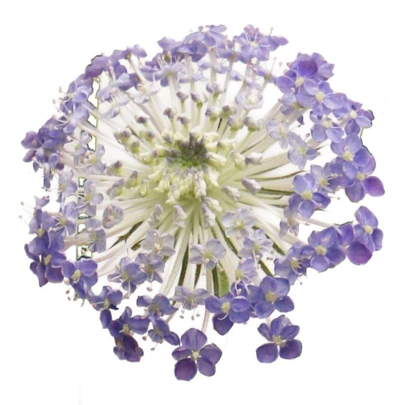 Lacy Lavender Blue