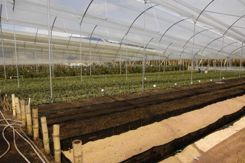 Alexandra Farms, 2005