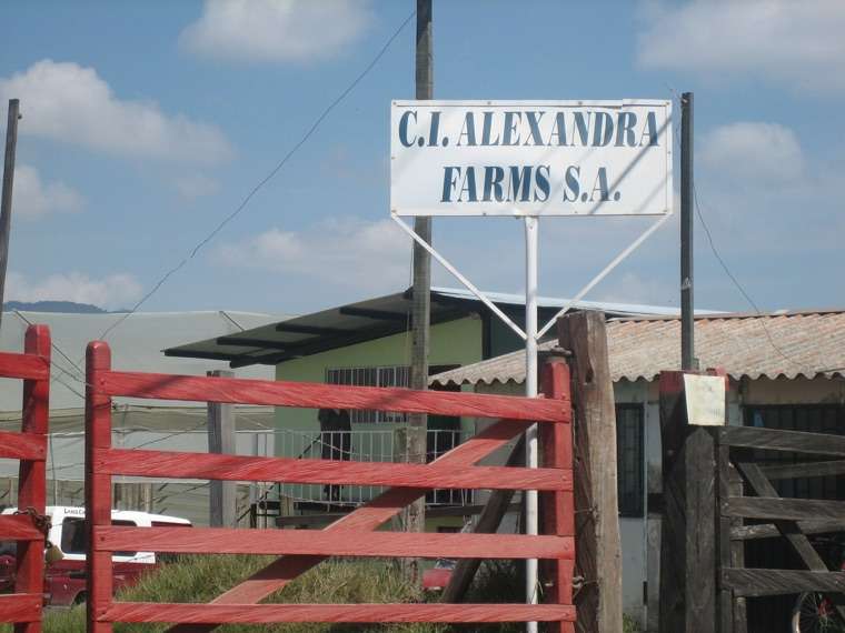 Alexandra Farms, 2006