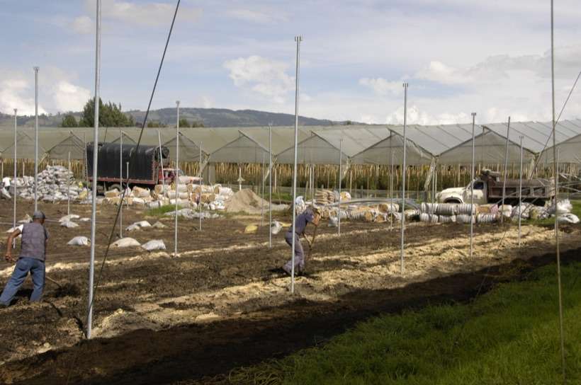 Alexandra Farms, 2007