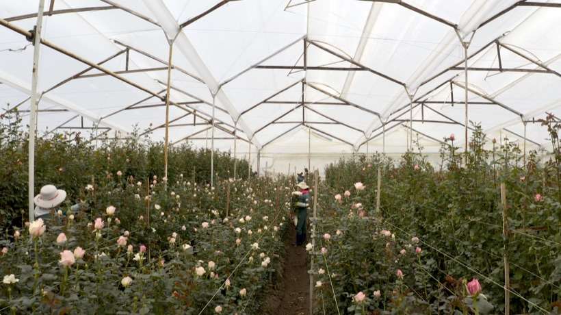 Alexandra Farms, 2021