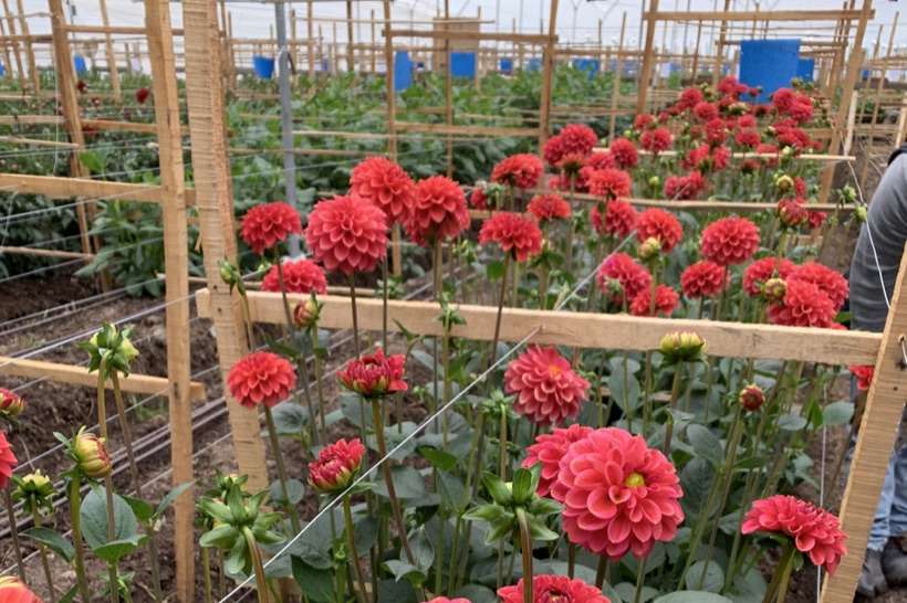 Alexandra Farms, 2022