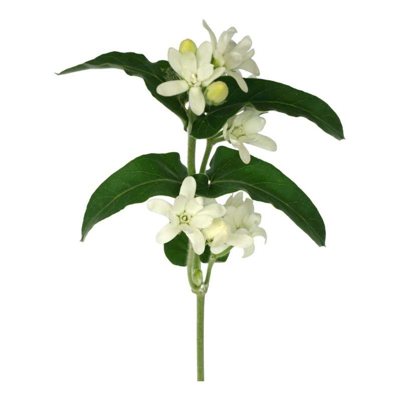 Pure White Tweedia