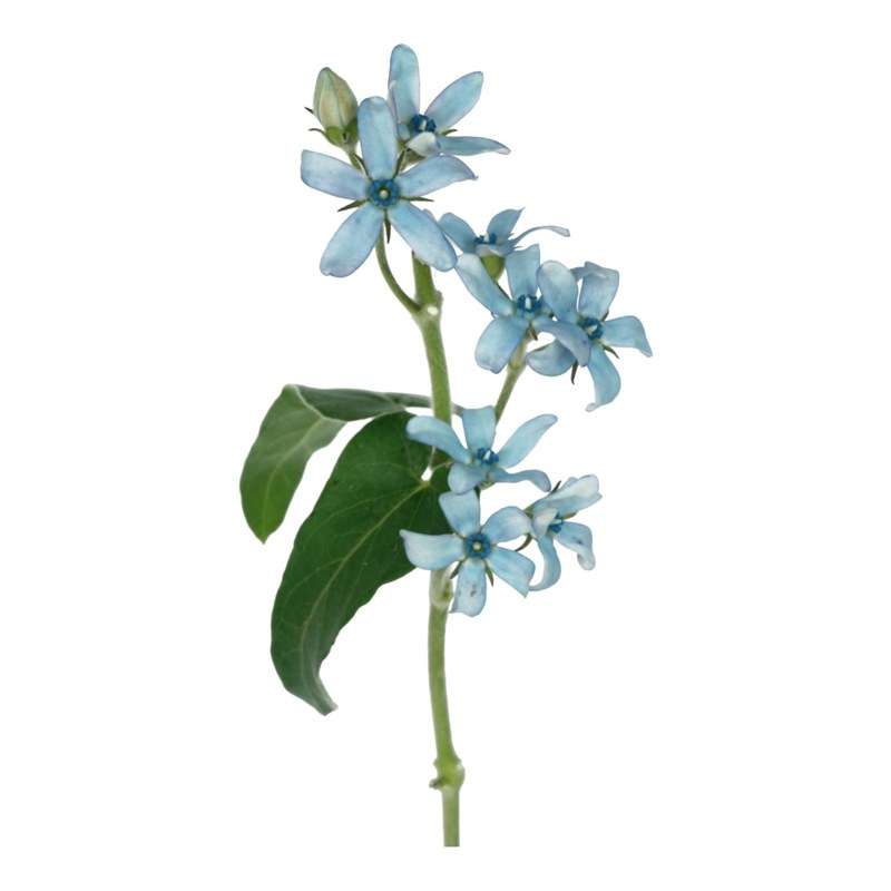 Sky Blue Tweedia