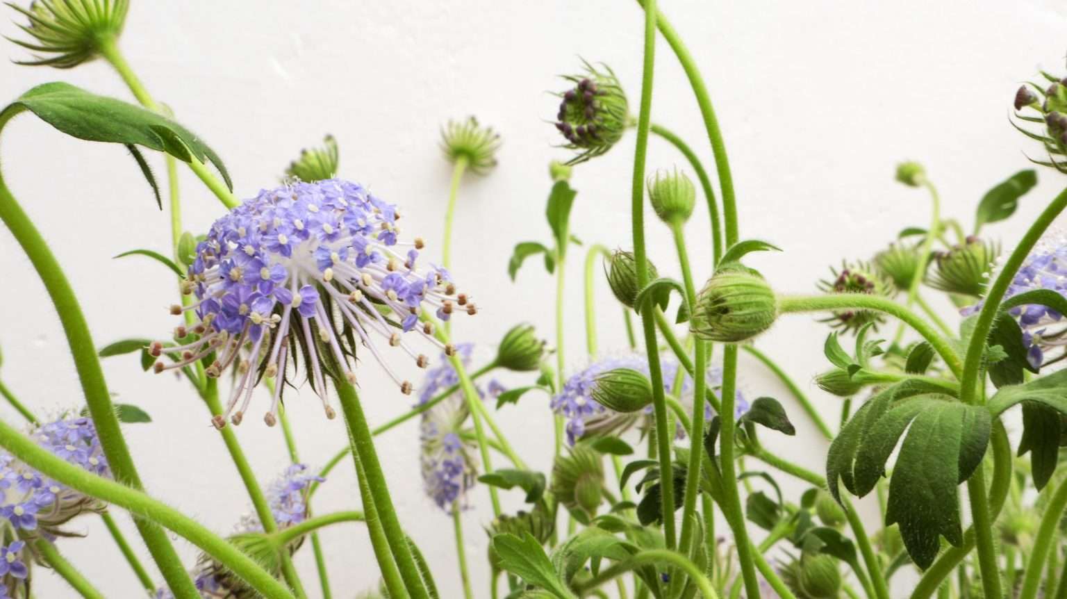 Lace Flower stems and an open lavender-blue bloom against a soft white wall