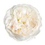 Purity™, view 1