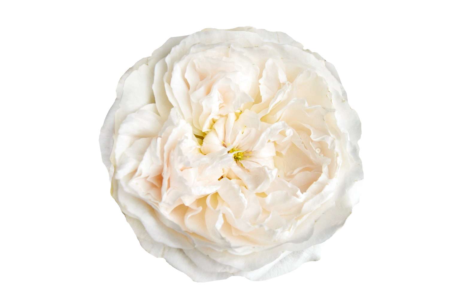 Purity™